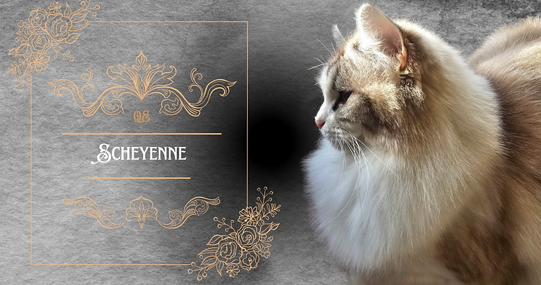 scheyenne ma reine, ragdoll seal tabby bicolor