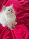 ragdoll loof blue mitted