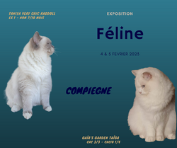Expo Feline Compiegne des 4 & 5-02-23