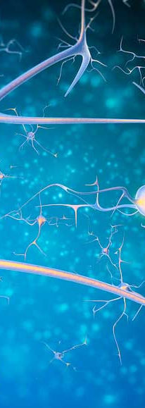 neurociencias.jpeg
