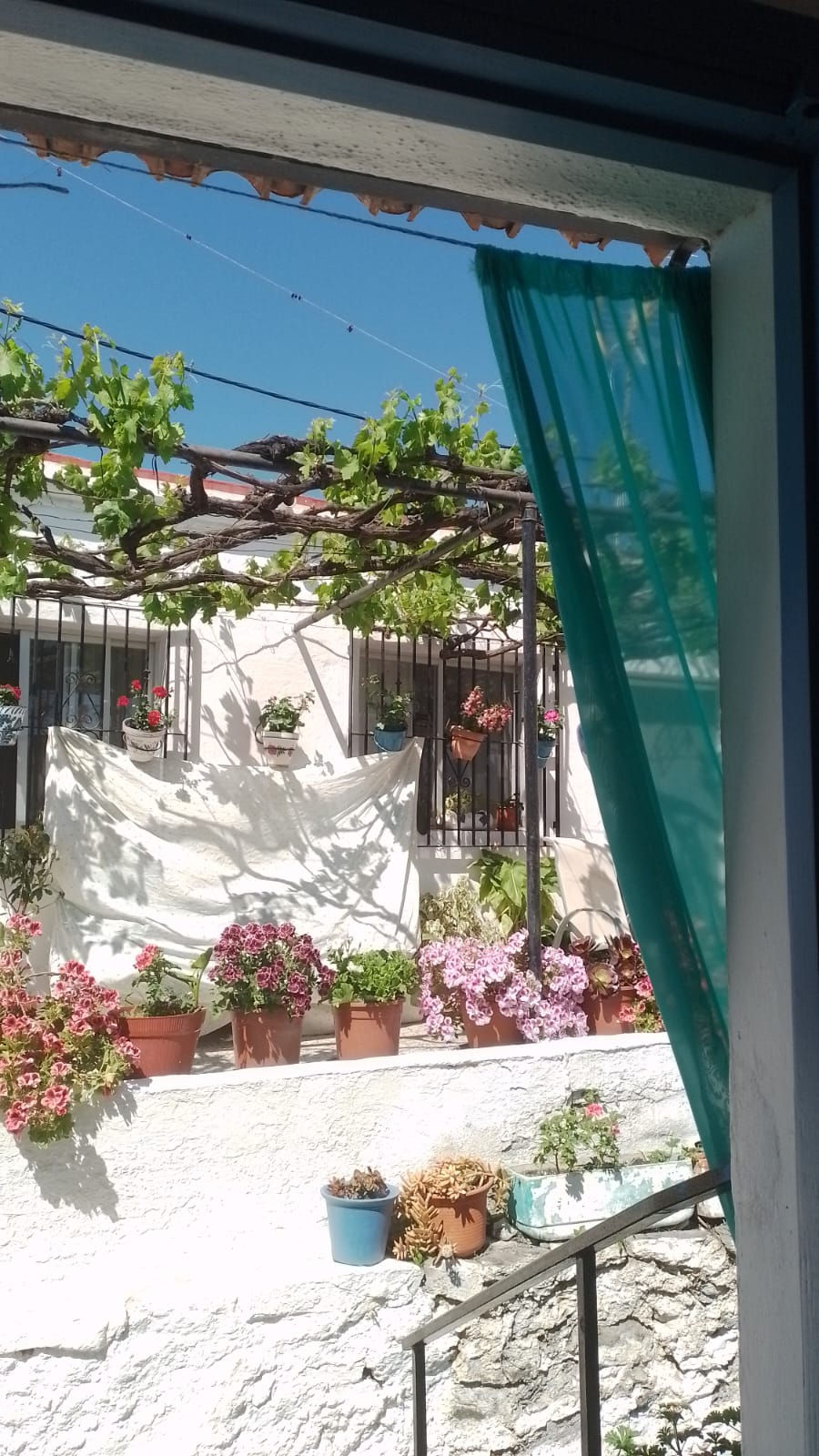 A VIDEIRA E AS FLORES DE DOÑA ANGElES