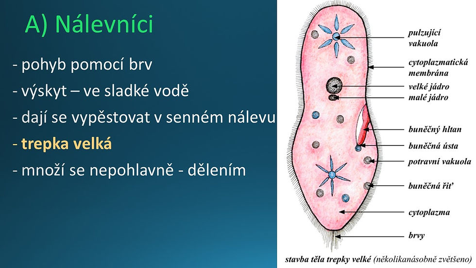 Snímek59