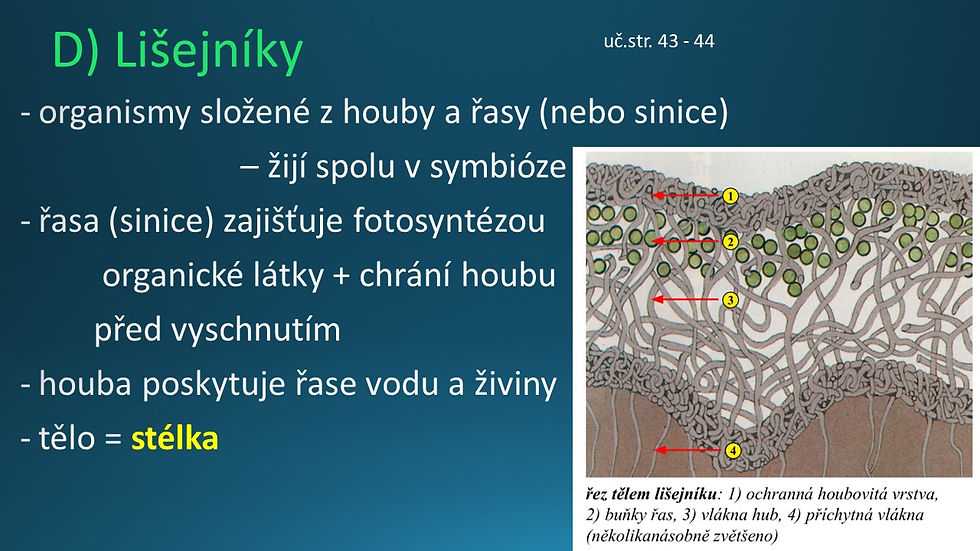 Snímek82