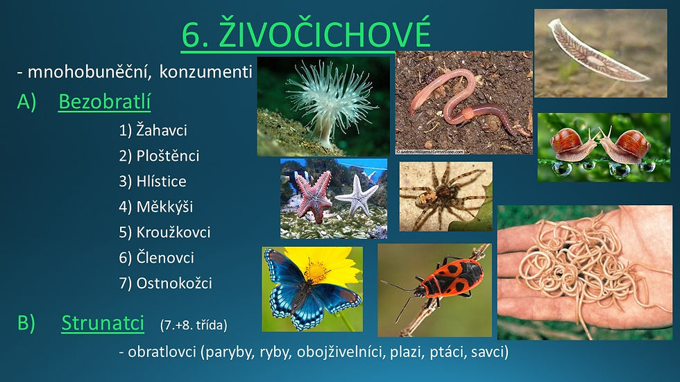 Snímek2