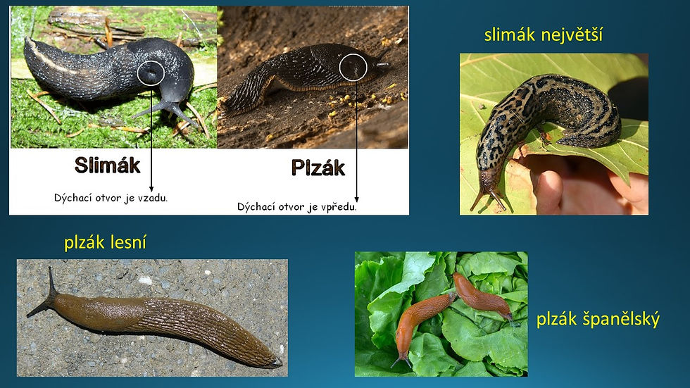 Snímek44