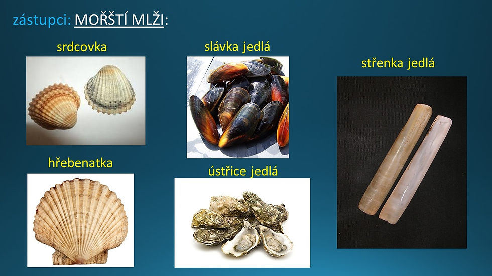 Snímek52