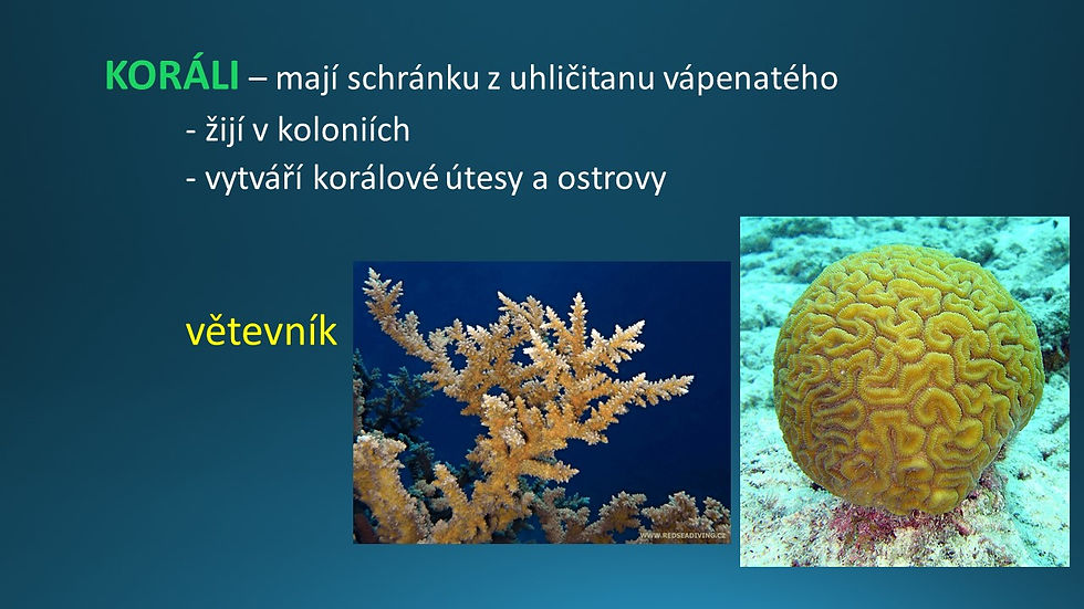Snímek11