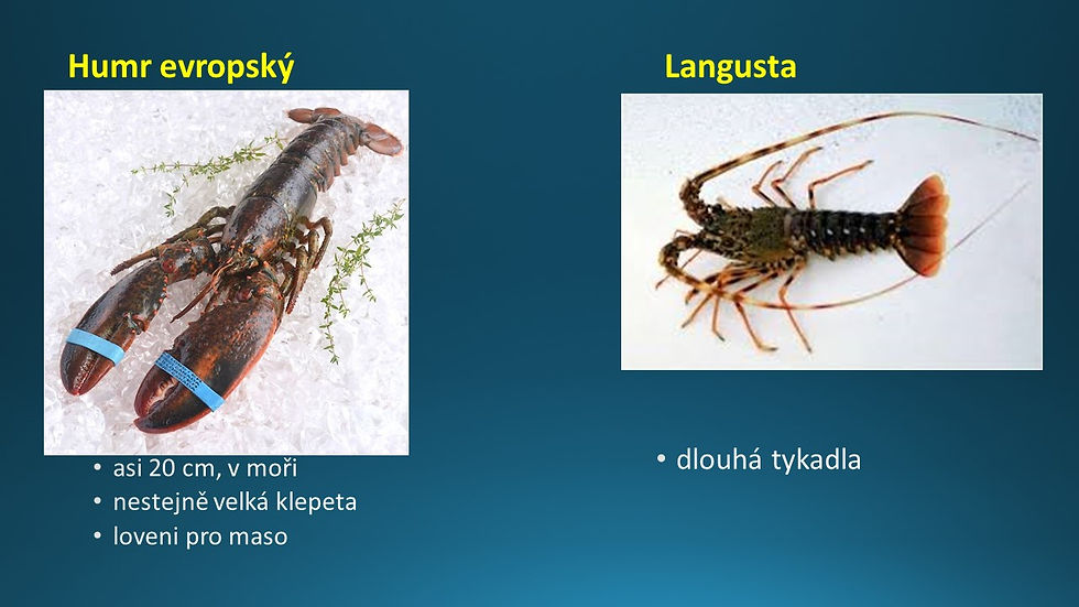 Snímek40