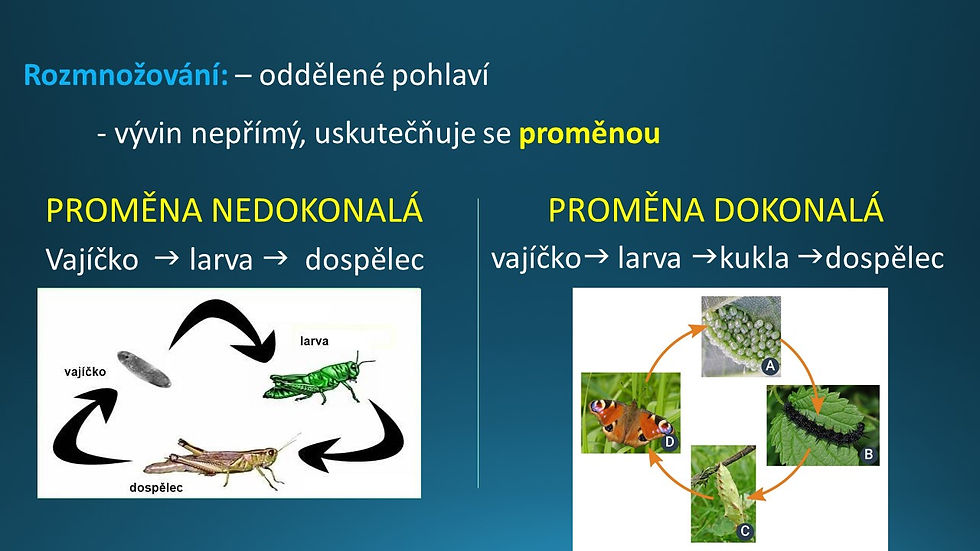 Snímek69
