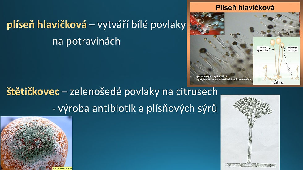 Snímek68