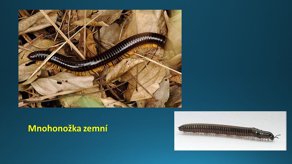 Snímek52