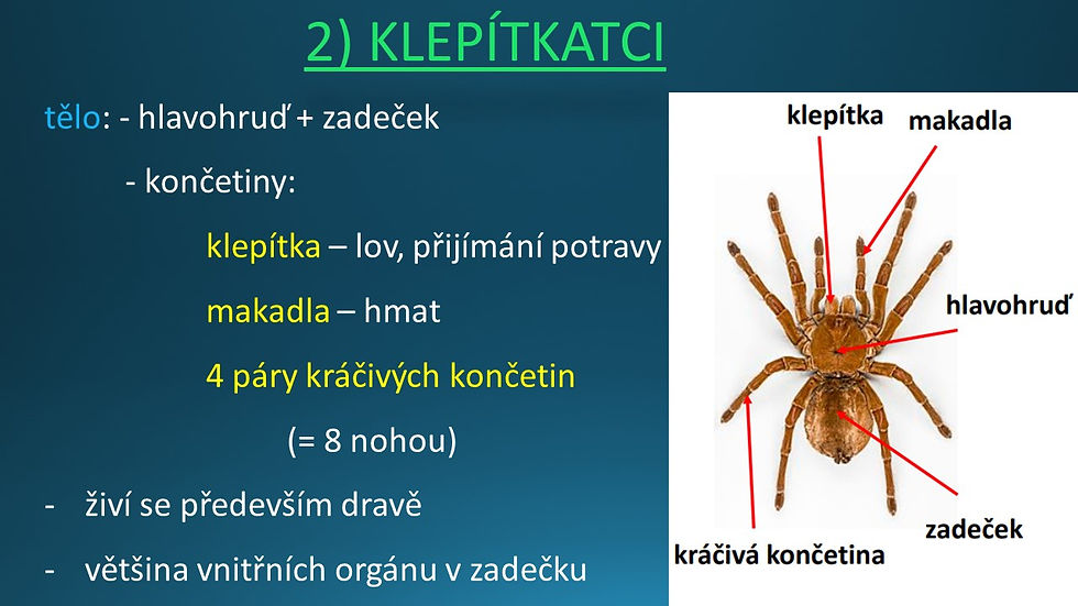 Snímek77