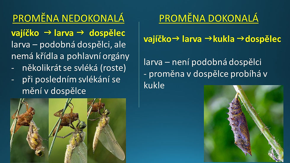 Snímek70