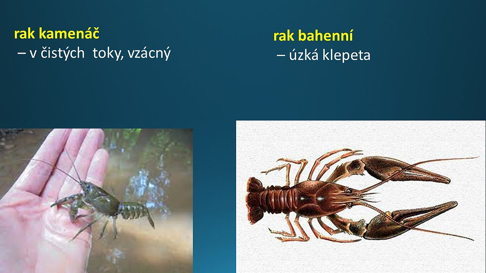 Snímek37
