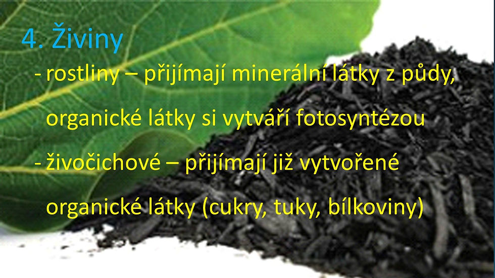 Snímek18