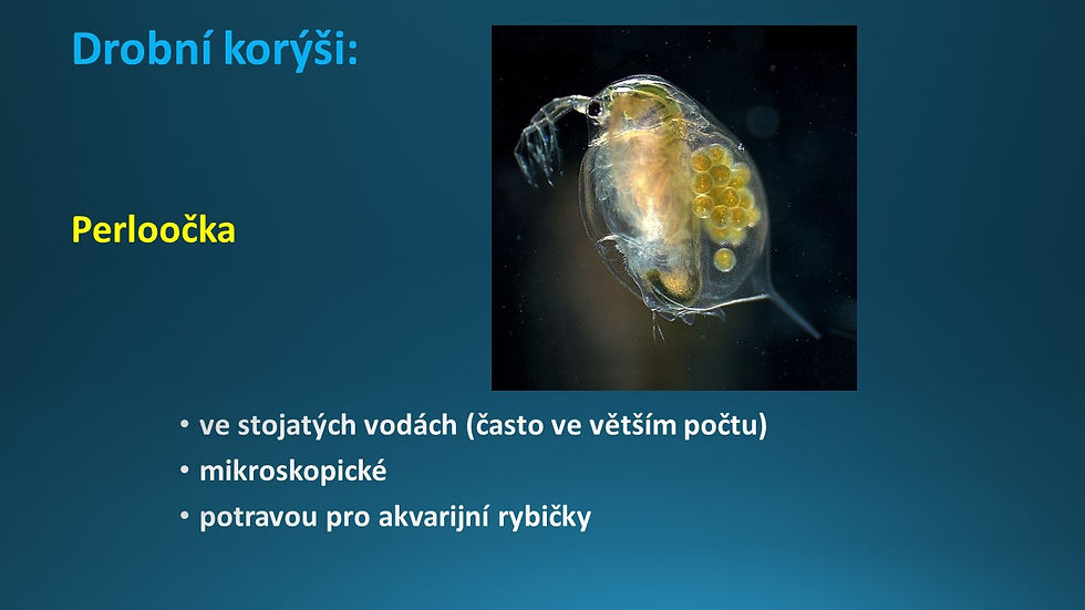 Snímek43