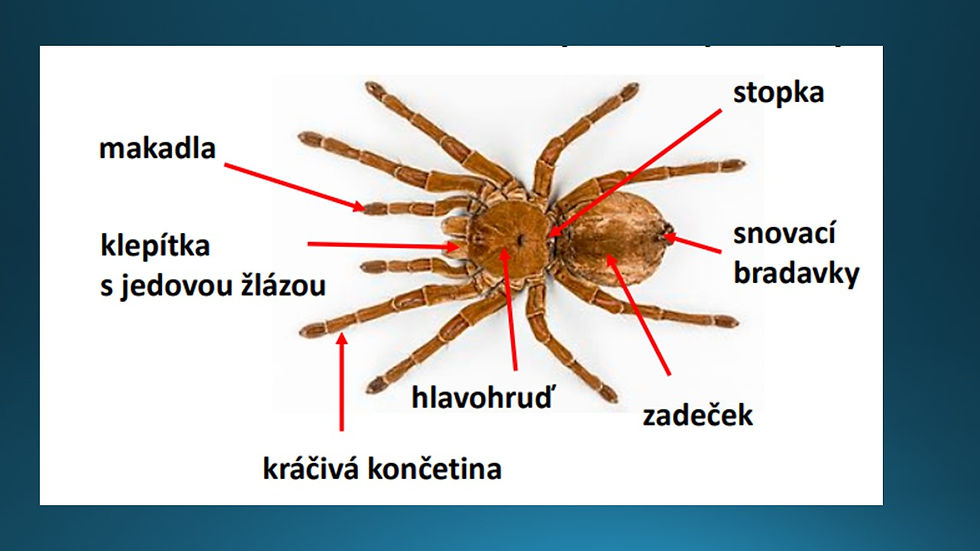 Snímek82