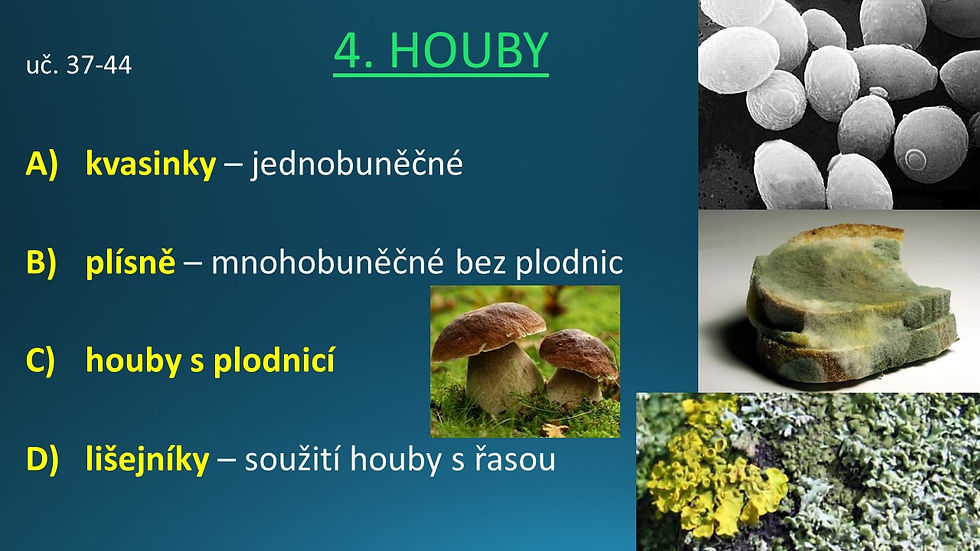 6 PŘÍRODOPIS - Úvod-kapradiny2