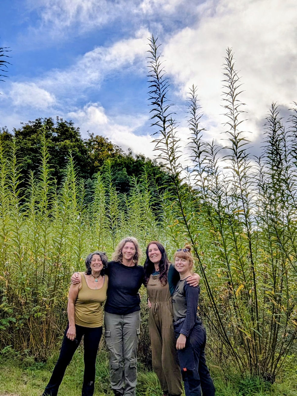 Willow Growing in a field with a female led landworking team
