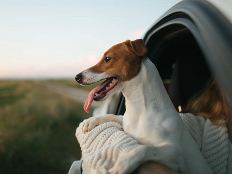 Inside the family violence refuges that are making sure everyone is safe – even pets