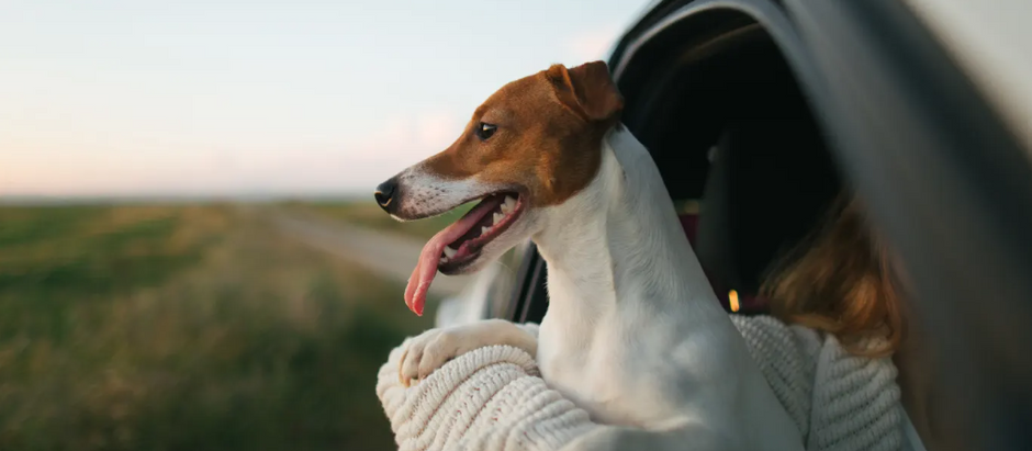 Inside the family violence refuges that are making sure everyone is safe – even pets