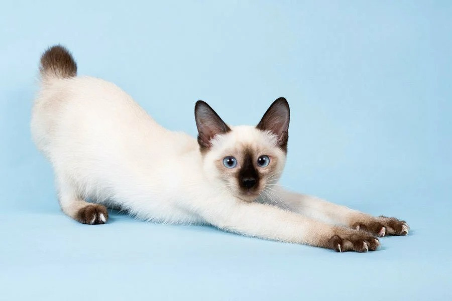 Todo Gato Branco E Albino