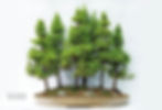 Picea Glauca Forest