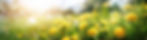 菜の花