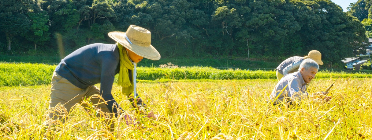 YAMAUKAWAFARM稲刈り
