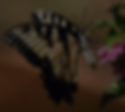 individual-pricing-bg.png