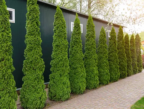 Thuja_EmeraldGreen_Row_1024x1024.webp