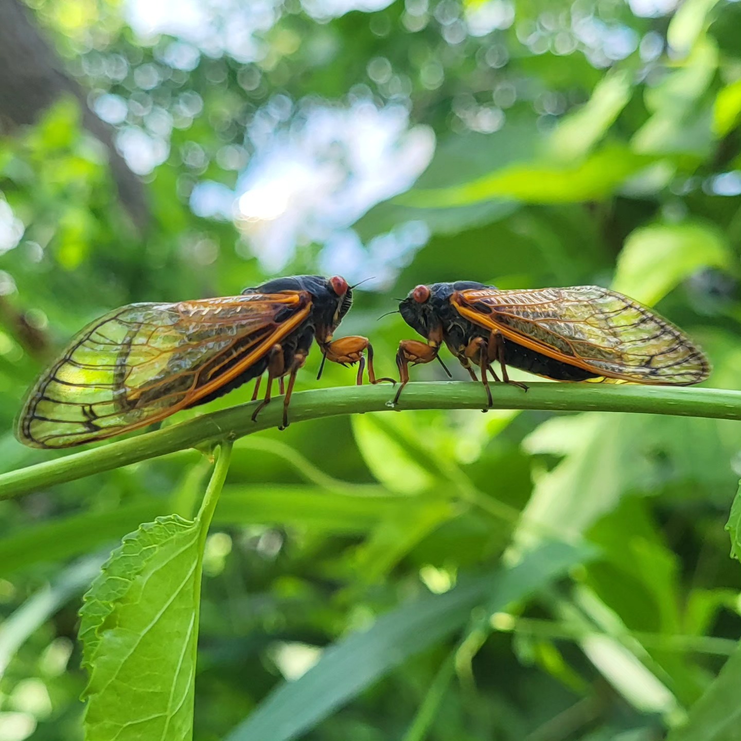 Cicada.jpg
