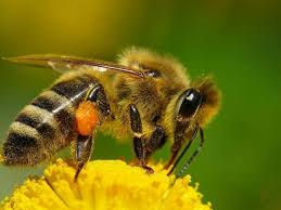 Abeja colectando polen