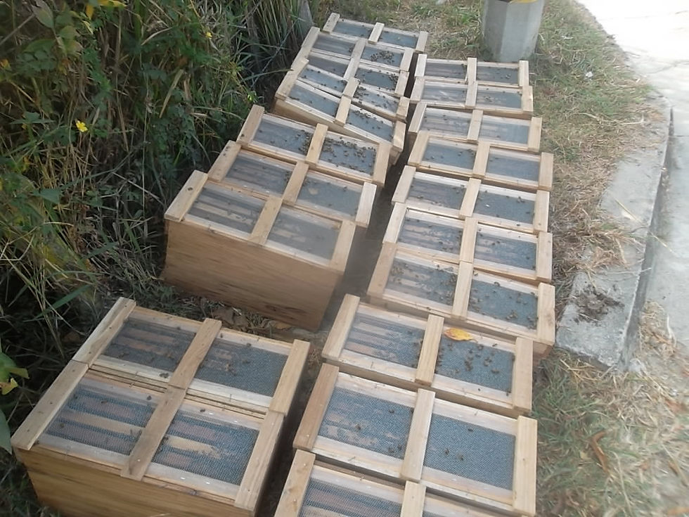 Núcleos de cría