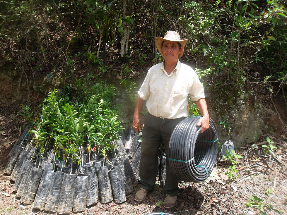Entrega de arboles , abonos y manguer