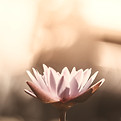 Calming flower