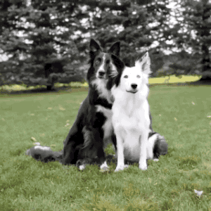 20200501_hb_dog_hug.gif