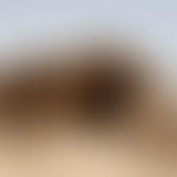 Pharaoh’s Brick Makers