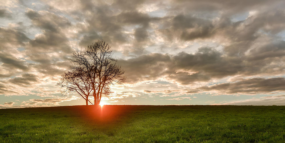 Arbre Jura amélioré.jpg