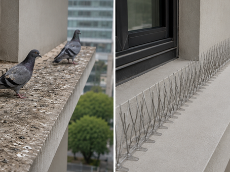 Bird Spikes for Protecting Balconies From Pigeons