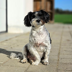 bootcamp4paws-eddy003