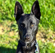 bootcamp4paws-groll01