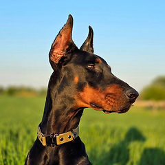 bootcamp4paws-koda001