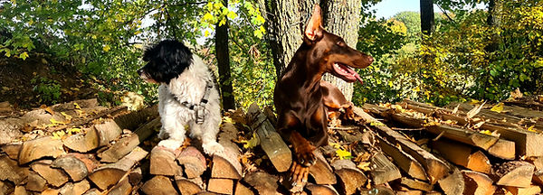 bootcamp4paws-lia&eddy