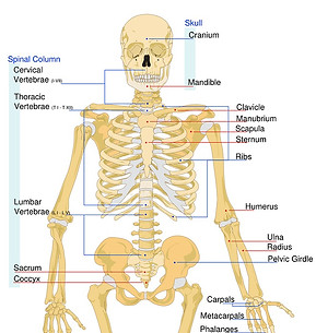 skeletal-40500_1280_edited.jpg