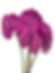 Anthurio Hollanda Morado