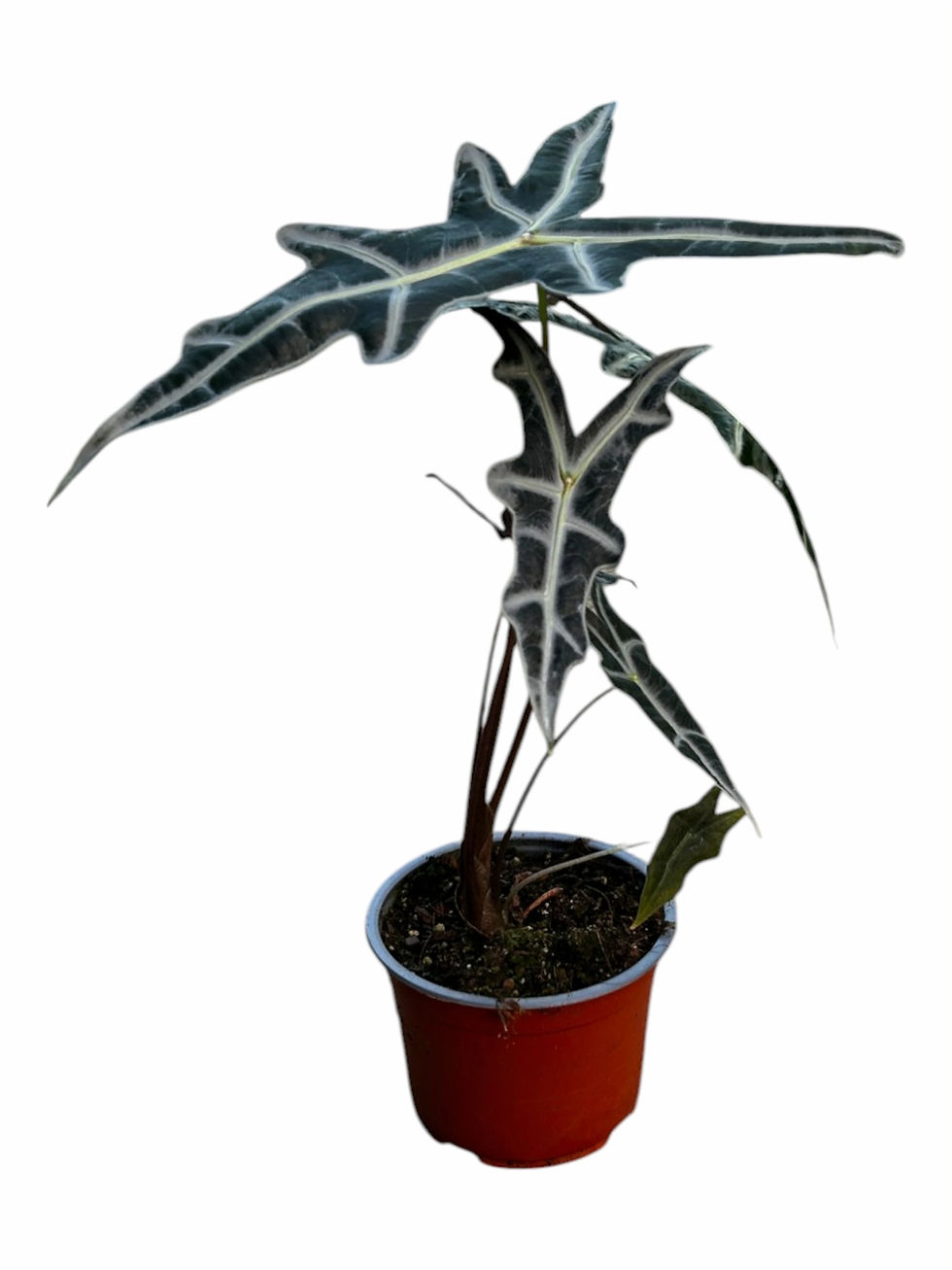 Miniatura: Alocasia Nobilis