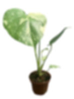 Miniatura: Thai Constellation Monstera Deliciosa