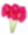 Anthurio Hollanda Rosado