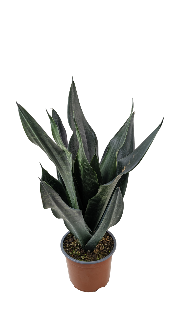 Sansevieria Dragon Negro